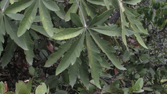 Cyrtochilum densiflorum