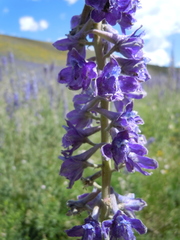 Delphinium × occidentale