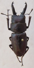 Epidorcus denticulatus