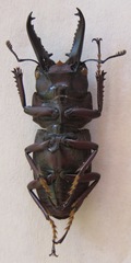 Epidorcus denticulatus