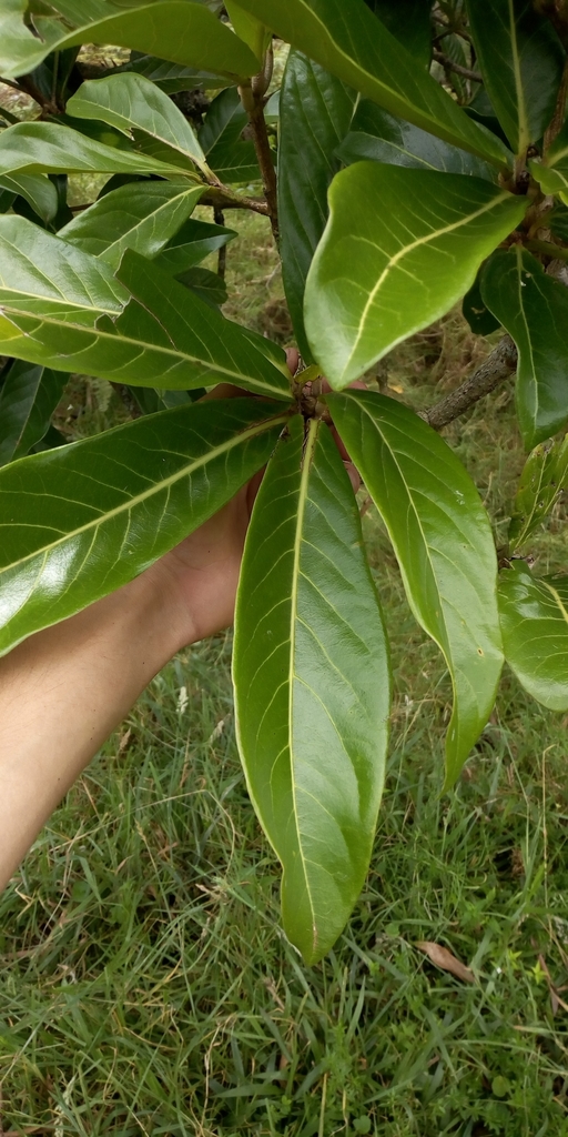 Aniba robusta