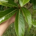 Aniba robusta - Photo 由 Apipa 所上傳的 (c) Apipa，保留部份權利CC BY-NC