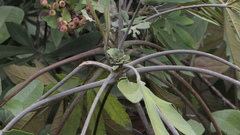 Cyrtochilum densiflorum