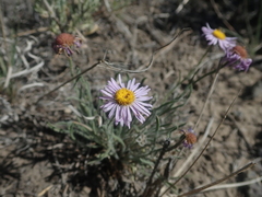 Erigeron pumilus