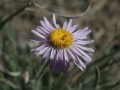 Erigeron pumilus