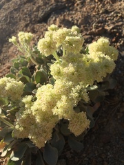 Eriogonum robustum