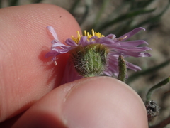 Erigeron pumilus