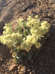 Eriogonum robustum