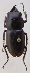 Epidorcus denticulatus