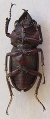 Epidorcus denticulatus