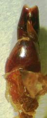 Epidorcus denticulatus