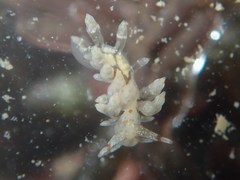 Eubranchus olivaceus