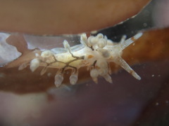 Eubranchus olivaceus