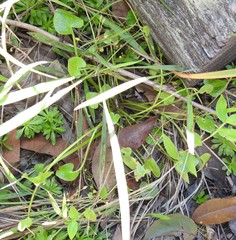 Nymphoides exiliflora