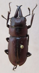 Prosopocoilus chujoi