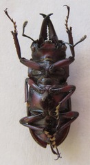 Prosopocoilus chujoi