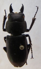 Prosopocoilus