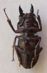 Prosopocoilus