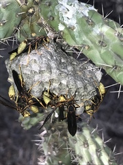 Mischocyttarus navajo