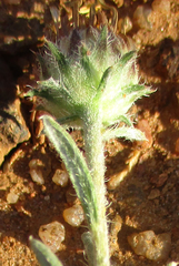 Hirpicium