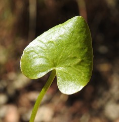 Nymphoides exiliflora