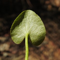 Nymphoides exiliflora