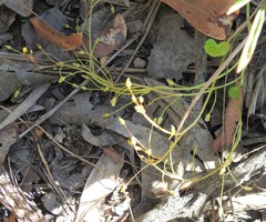 Nymphoides exiliflora
