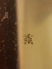 Stenochironomus hilaris