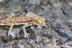 Stenodactylus petrii