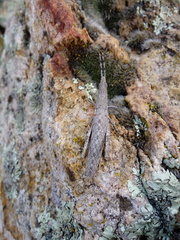 Calamacris clendoni