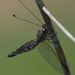 Ascalaphidae - Photo (c) Chief RedEarth,  זכויות יוצרים חלקיות (CC BY-NC-ND), הועלה על ידי Chief RedEarth
