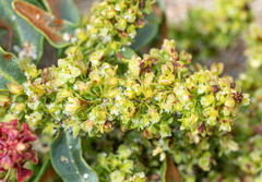 Rumex crassus