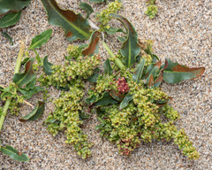 Rumex crassus