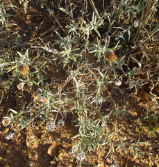 Hirpicium
