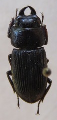 Aegus taurus