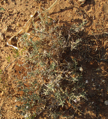 Hirpicium