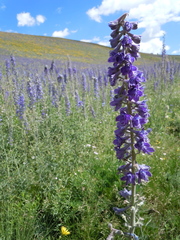 Delphinium × occidentale