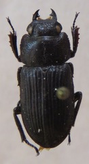 Aegus taurus