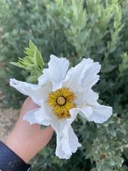 Romneya coulteri