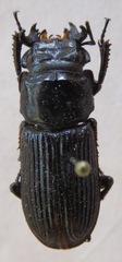 Nigidius elongatus