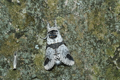 Furcula scolopendrina