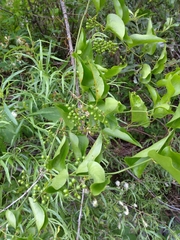 Smilax californica