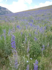 Delphinium × occidentale