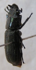Nigidius elongatus