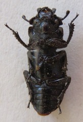Nigidius elongatus