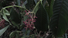Palicourea angustifolia