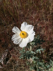 Argemone munita