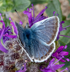 Icaricia icarioides parapheres
