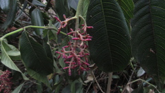 Palicourea angustifolia