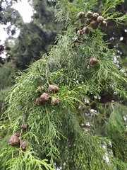 Cupressus torulosa